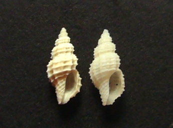 Clathromangelia